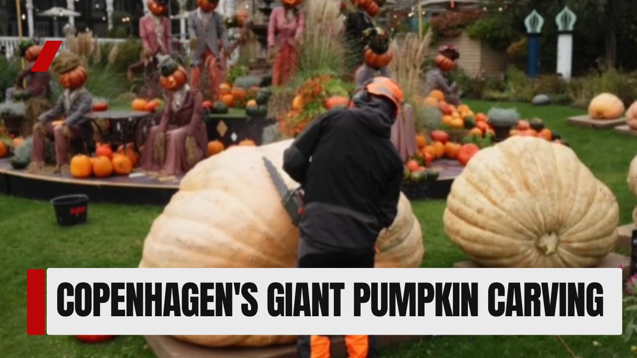 Giant pumpkins are carved for Copenhagen's annual Halloween competition